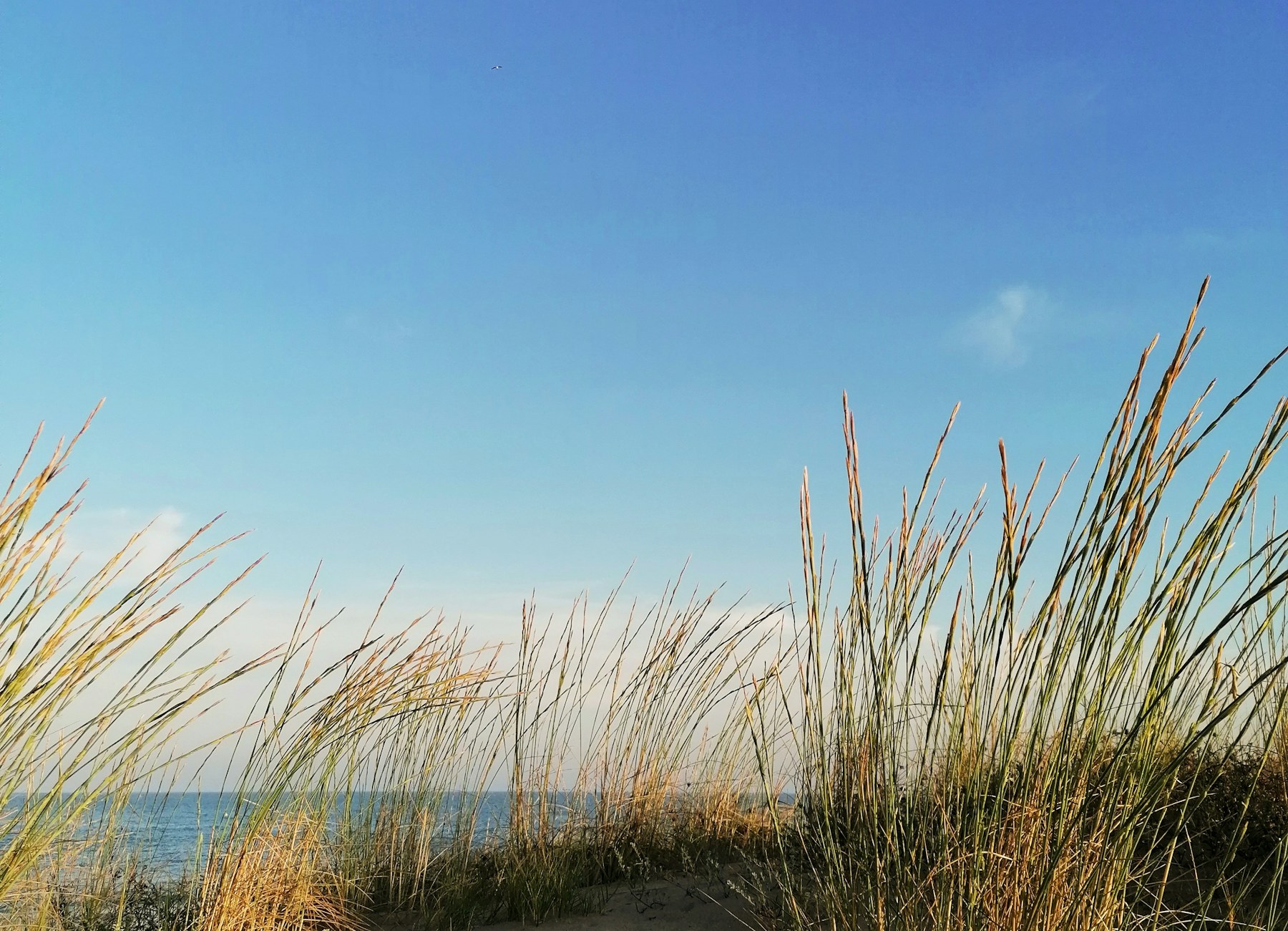 Duinen en zandstrand aan de Costa Blanca Zuid